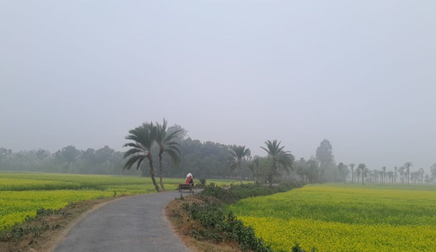 শীতের সকালে পিচঢালা পথে হলুদের মিতালি