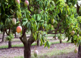 স্বপ্নসারথী