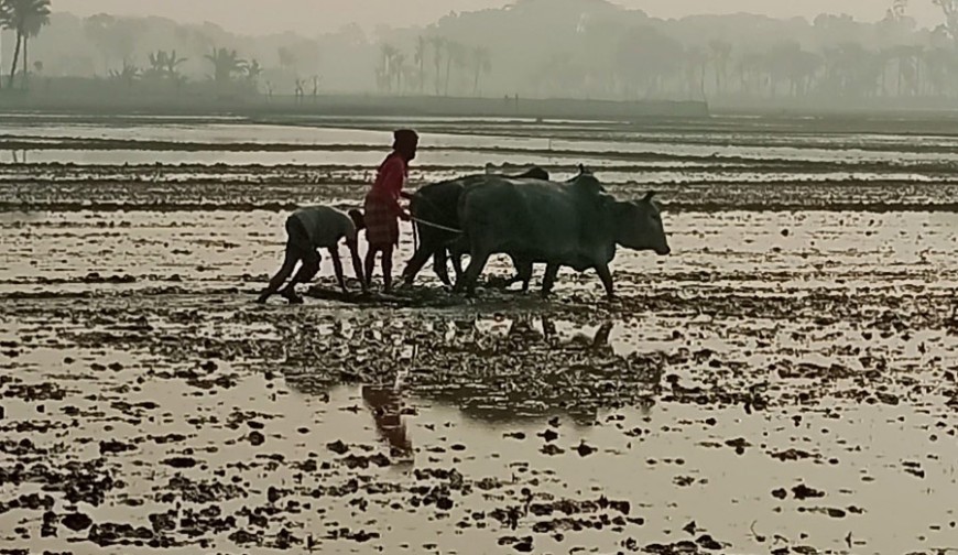 যশোরে বোরো ধান চাষের প্রস্তুতি চলছে পুরোদমে
