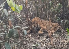 বাগেরহাট
