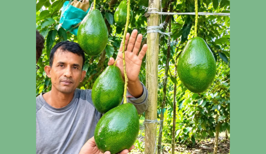 কোটচাঁদপুরে তিন হেক্টর জমিতে বিদেশি ফল অ্যাভোকাডোর চাষ, স্বল্প সুদে ঋণ পেলে স্বাবলম্বী হতে পারেন শিক্ষিত বেকার যুবকেরা