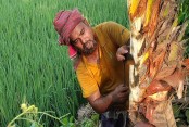 যশোরে শতকোটির অর্থনৈতিক কর্মযজ্ঞ শুরু, খেজুরের রস-গুড় উৎপাদনে বাণিজ্যের ঢেউ