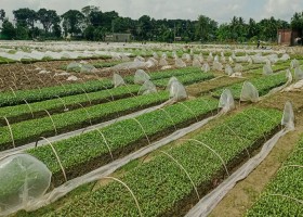 আব্দুলপুরের ‘চারা বিপ্লব’, ছয় মাসে ১২ কোটি টাকা বিকিকিনি