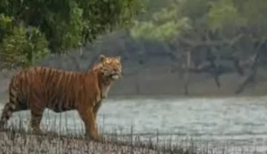 জোয়ারের সঙ্গে শ্বাসরুদ্ধকর লড়াই