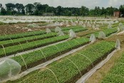 আব্দুলপুরের ‘চারা বিপ্লব’, ছয় মাসে ১২ কোটি টাকা বিকিকিনি