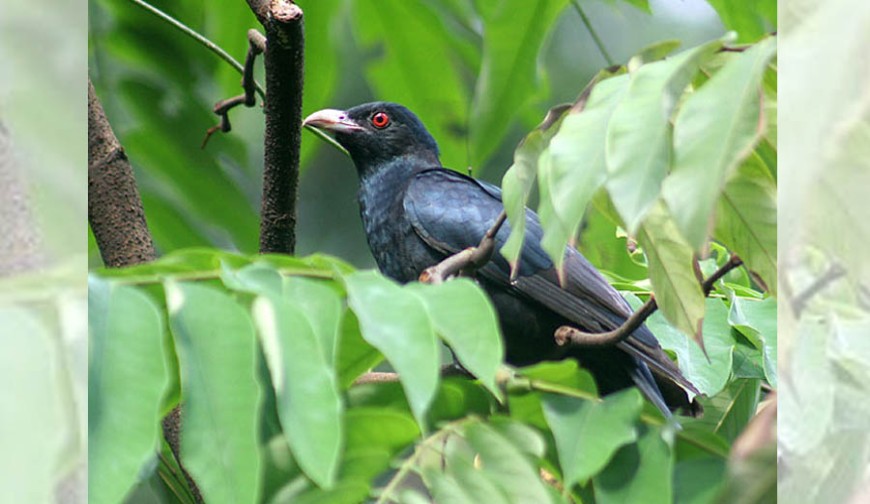 বসন্তে কোকিলের ডাক পুরুষের প্রেমের প্রস্তাব!