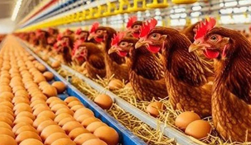 বাংলাদেশসহ ৪০ দেশের মুরগি-ডিমে সৌদিতে নিষেধাজ্ঞা