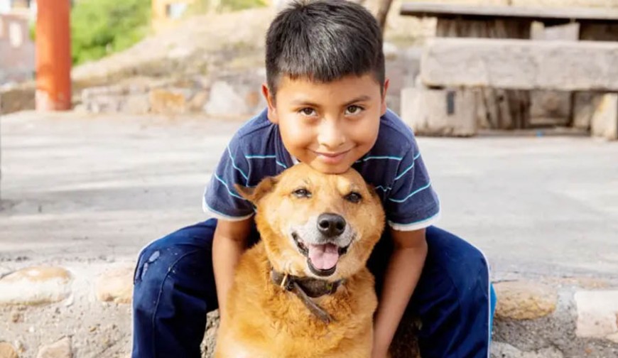 পোষা প্রাণিতে জীবনের ঝুঁকি