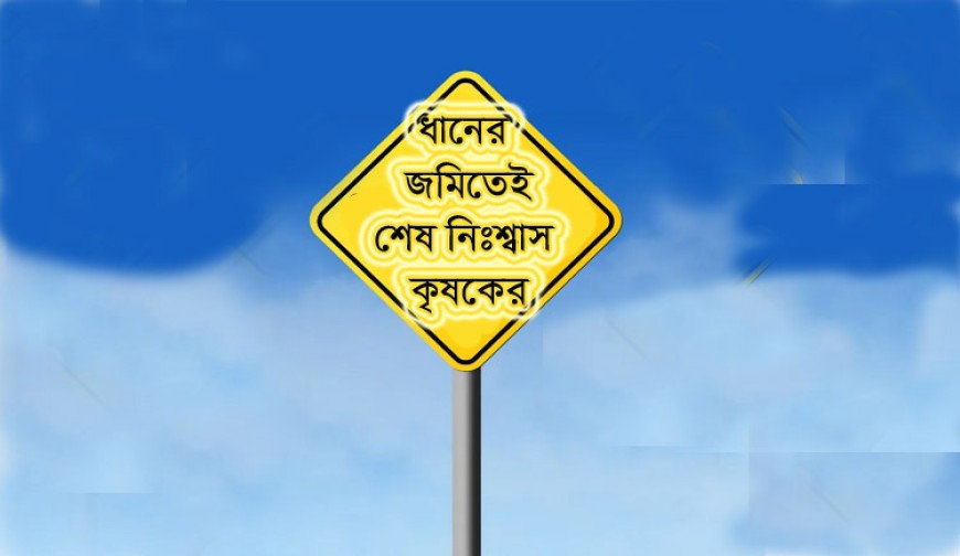 ধানের জমিতেই শেষ নিঃশ্বাস  কৃষকের