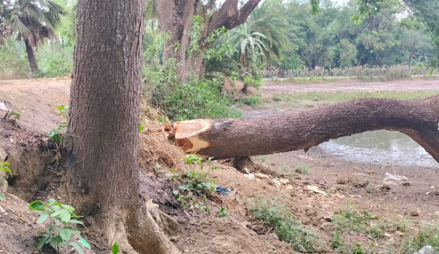 এনায়েতপুরে রাস্তার গাছ কাটছে কারা