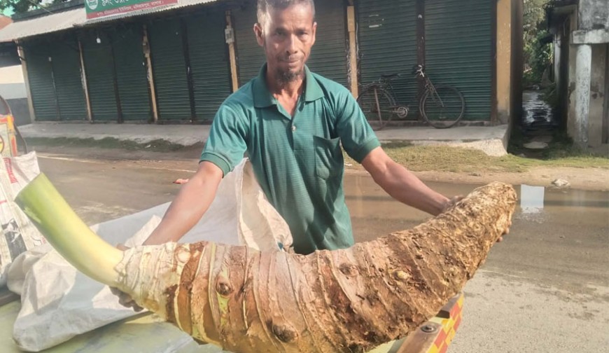 মণিরামপুরে ফলল বিশালাকৃতির কচু: একটির ওজনই ২২ কেজি!