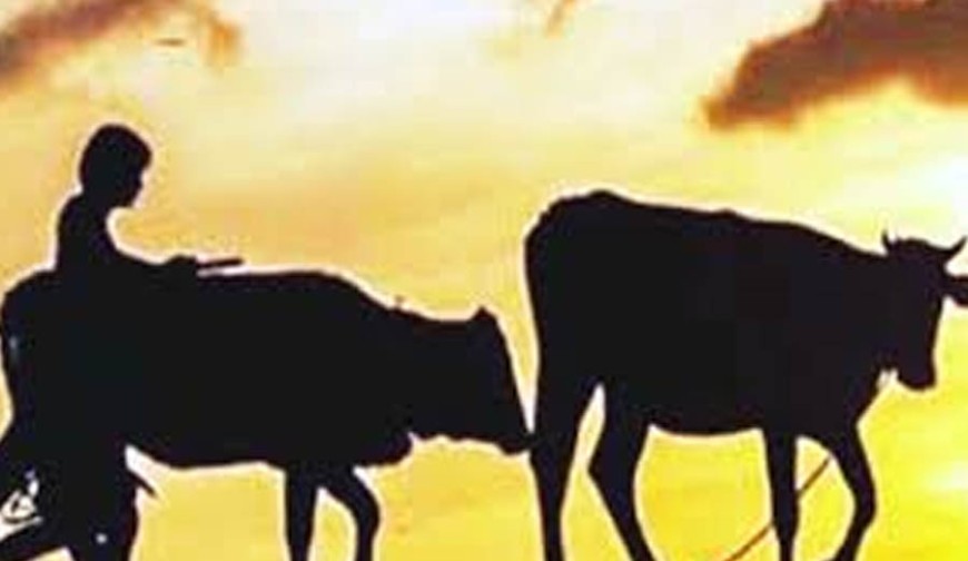 কোটচাঁদপুরে গোয়ালঘরের তালা ভেঙে হালের গরু চুরি