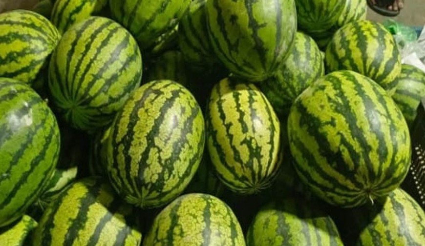 এক হালি লেবু আর একটি মাঝারি তরমুজেই পকেট খালি