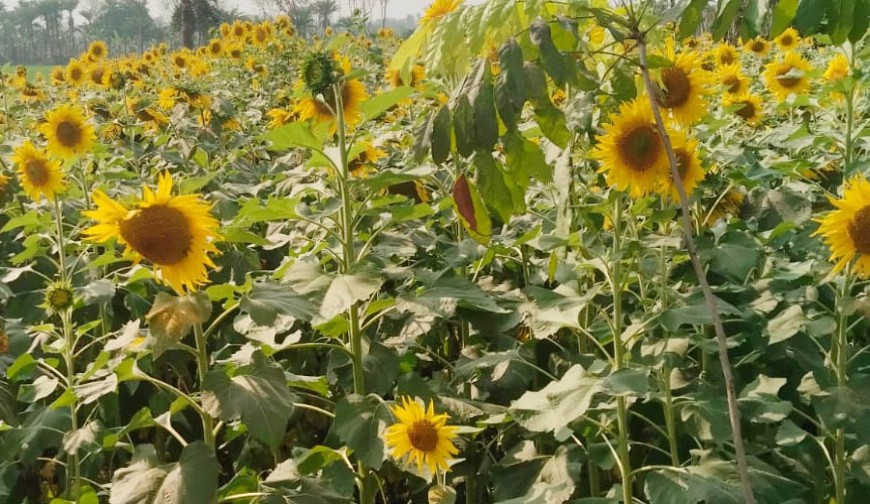 খলসী গ্রামে সূর্যমুখীর নীরব বিপ্লব