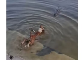 বাগেরহাট