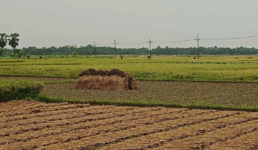 মাঠভরা পাকা ধান, প্রতিকুল আবহাওয়া দুশ্চিন্তায় কৃষক