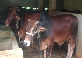ন্যায্যমূল্য নিয়ে দুশ্চিন্তায় খামারিরা, ভারতীয় গরুই হুমকি