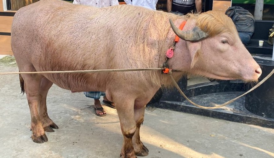 কোরবানির মহিষের নাম ট্রাম্প-নেতানিয়াহু, আন্তর্জাতিক সংবাদমাধ্যমেও প্রতিবেদন