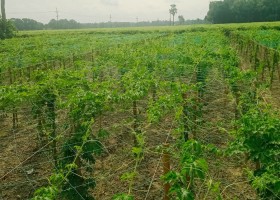 মাঠে ৫০ হলে বাজারে ১০০:  কোন ‘যাদু’তে দাম বাড়ে বোঝে না কৃষক