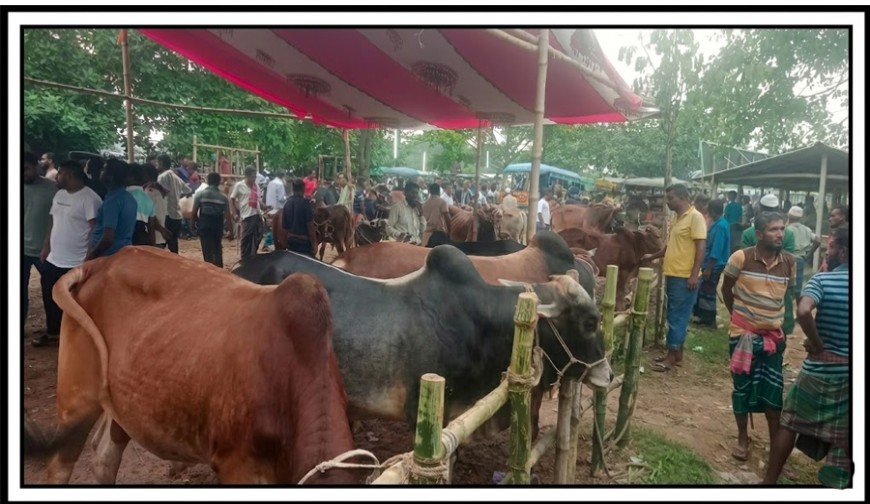 জমজমাট যশোরের পশুর হাট, উদ্বৃত্ত ১৫ হাজার