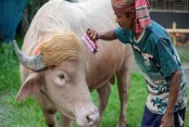 আলোচিত মহিষ ‘ডোনাল্ড ট্রাম্প’–এর ঠিকানা হচ্ছে চিড়িয়াখানা