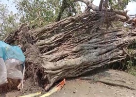 অস্থিত্ব সংকটে মধুকবির স্মৃতিময় সেই ‘তরুরাজ’