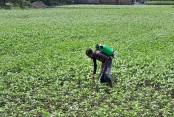 পাটে পোকার উপদ্রব, কৃষকের কপালে চিন্তার ভাঁজ