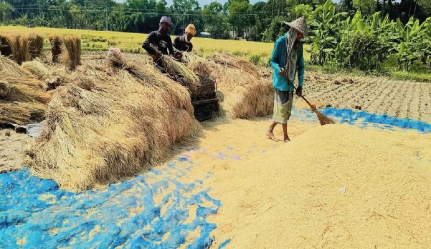শার্শার মাঠ জুড়ে সোনালি স্বপ্ন, ভালো ফলনে ব্যস্ত কৃষকের মুখে হাসি