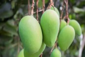 আমের বাজার যেভাবে দখল করেছে সাতক্ষীরা