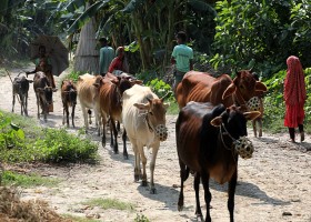 নির্বাচিত