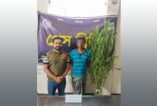 গাঁজা চাষী ডাবলু হোসেন ডিবির জালে ধরা