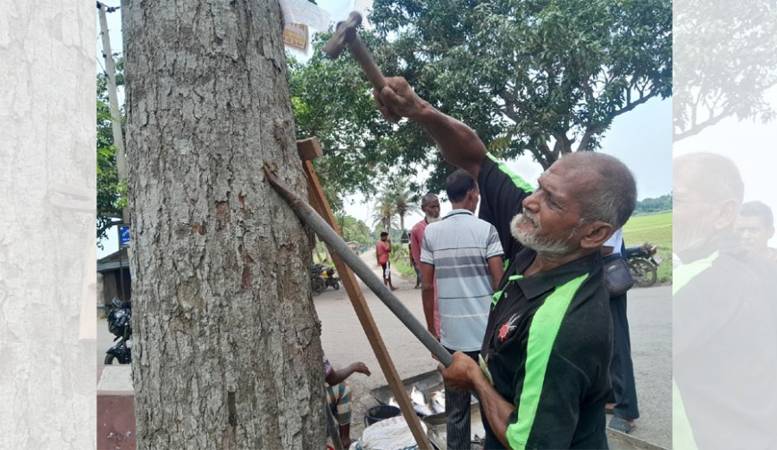 ২০ হাজার গাছে আটকে ছিল ২১ মণ পেরেক