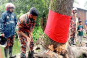আখাউড়ায় ‘অলৌকিক’ বলে আলোচিত গাছ কেটে ফেলল প্রশাসন