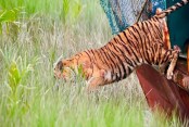 সুন্দরবনে মুক্ত হলো ফাঁদে আহত সেই বাঘিনী