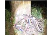 চৌগাছায় ট্রাকের ধাক্কায় সেলুনকর্মীর মৃত্যু