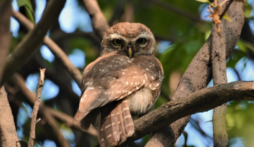 বাংলার পাখি: প্রকৃতির এক অদৃশ্য অর্থনৈতিক চালক