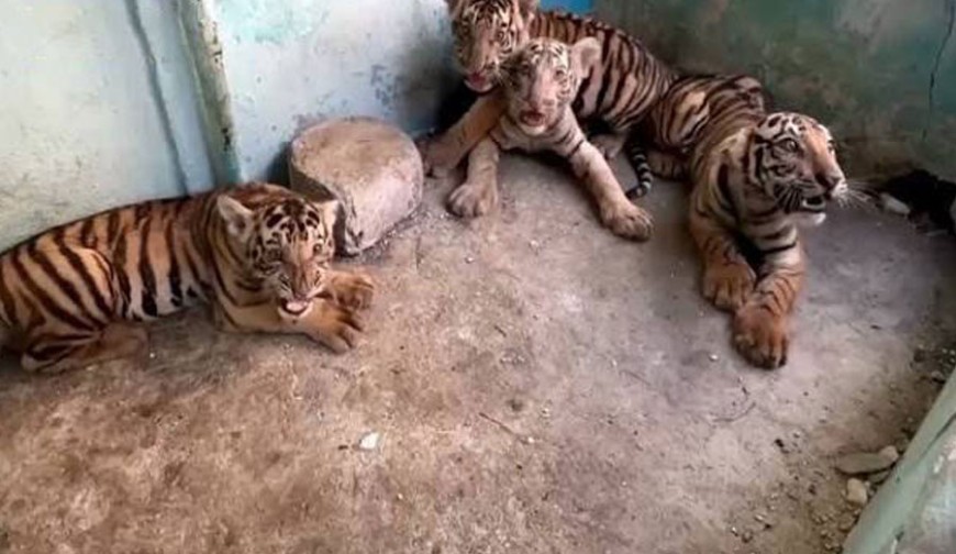 কিউবায় রয়েল বেঙ্গল টাইগারের ৪ শাবক