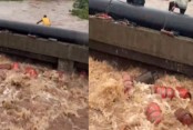 ভারতে বন্যার পানিতে ভেসে গেছে ৩ হাজার এলপিজি সিলিন্ডার