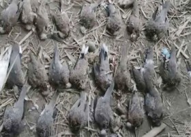 শতাধিক পাখি হত্যার শাস্তি ৫০০ টাকা জরিমানা