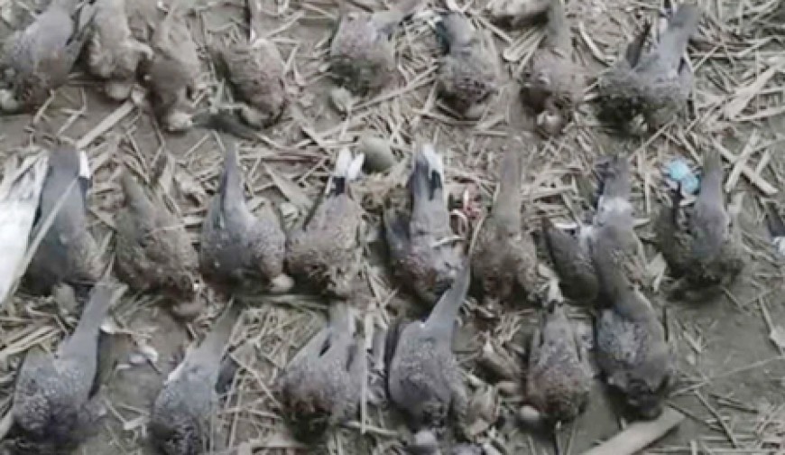 শতাধিক পাখি হত্যার শাস্তি ৫০০ টাকা জরিমানা