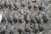 শতাধিক পাখি হত্যার শাস্তি ৫০০ টাকা জরিমানা