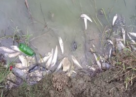 লোডশেডিংয়ে ১৫ কোটি টাকার মাছের মৃত্যু নিয়ে প্রশ্ন: তদন্তে কমিটি গঠন