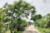১৯৭১ সাল স্মরণে ১৯৭১টি বৃক্ষ