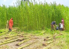 হাটে ভালো দাম, মাঠে ভালো ফলন, পাটে সুদিন কৃষকের