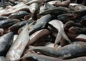 একবার জাল ফেলেই ধরা পড়ল ৪৬ মণ ইলিশ