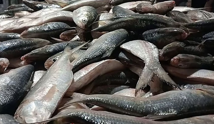 একবার জাল ফেলেই ধরা পড়ল ৪৬ মণ ইলিশ