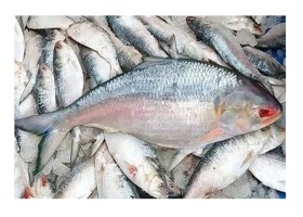 যশোর