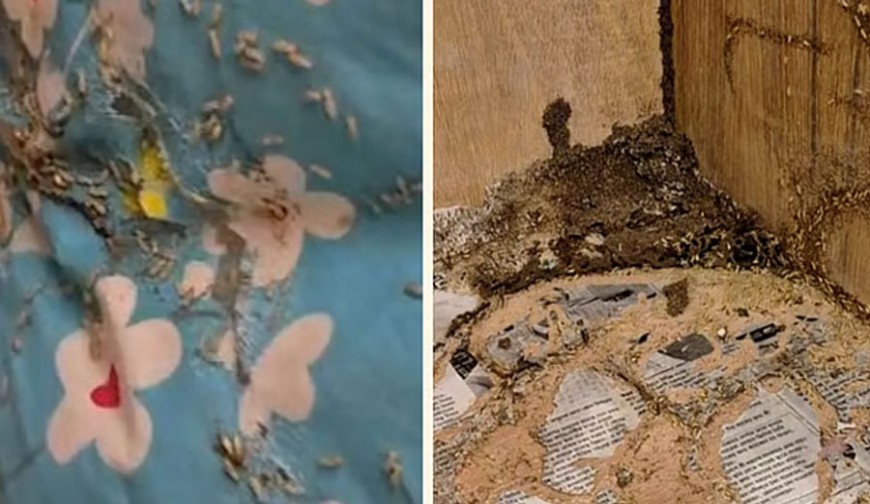 বরাদ্দ কক্ষে উইপোকা, মধ্যরাতে সার্কিট হাউস ছাড়লেন বিরোধীদলীয় উপনেতা