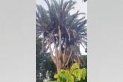 এক গাছেই ২২ মাথা!