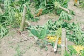 ঝিকরগাছায় পেঁপে গাছ কেটে দিল দুর্বৃত্তরা